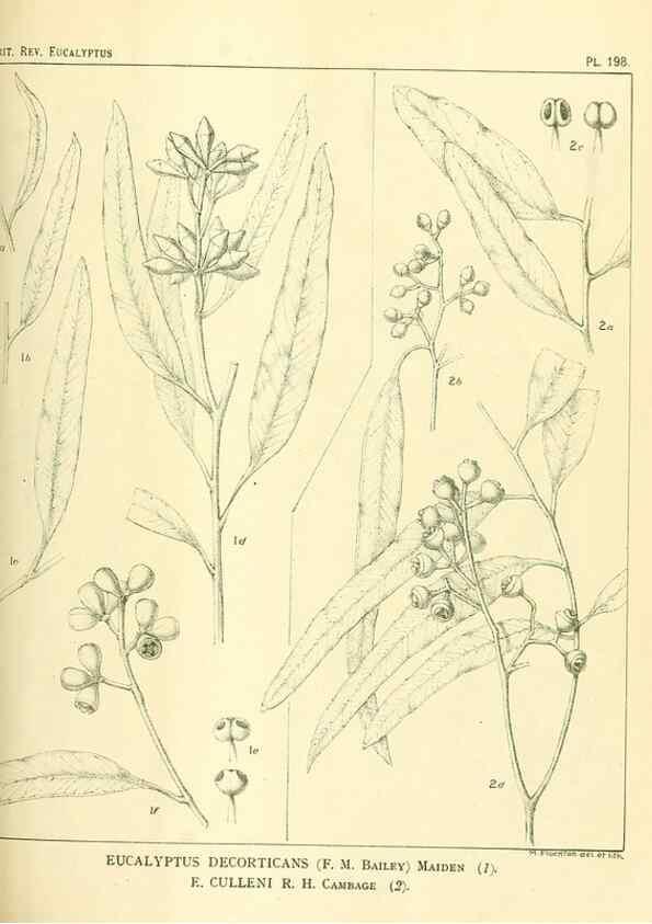 Reproducción/Reproduction 32120658657: A critical revision of the genus Eucalyptus,. Sydney,Gullick,1903-33.. 