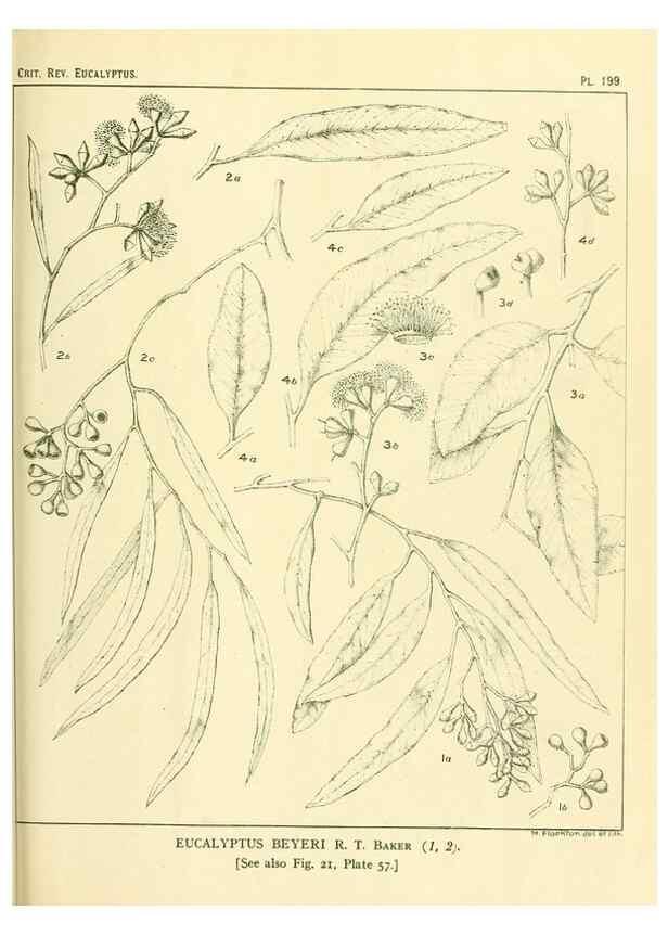 Reproducción/Reproduction 40097561833: A critical revision of the genus Eucalyptus,. Sydney,Gullick,1903-33.. 