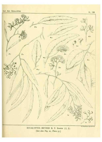 Reproducción/Reproduction 40097561833: A critical revision of the genus Eucalyptus,. Sydney,Gullick,1903-33.. 