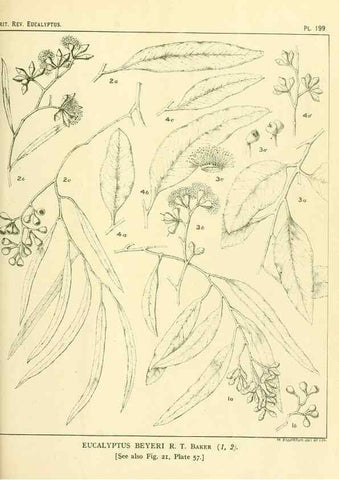 Reproducción/Reproduction 40097561833: A critical revision of the genus Eucalyptus,. Sydney,Gullick,1903-33.. 