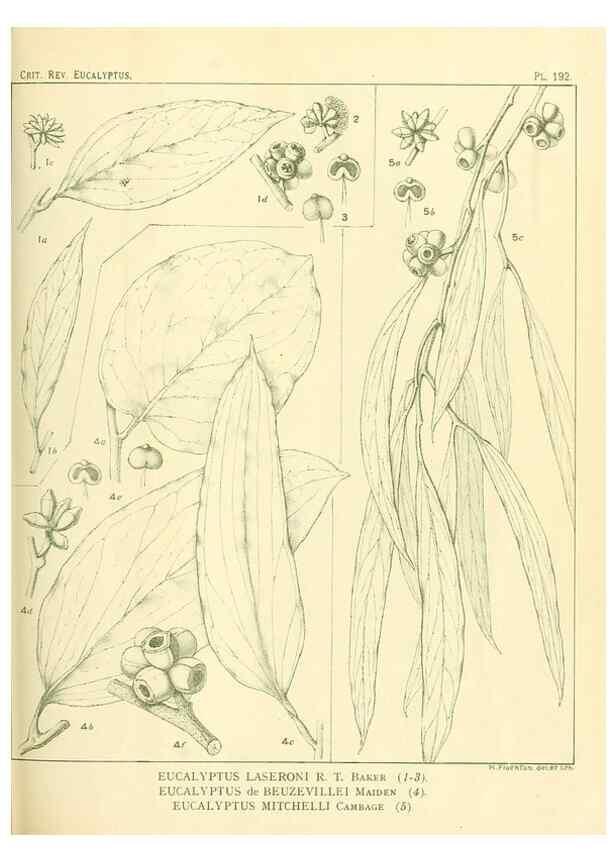 Reproducción/Reproduction 32120651817: A critical revision of the genus Eucalyptus,. Sydney,Gullick,1903-33.. 
