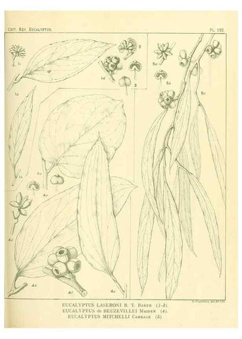 Reproducción/Reproduction 32120651817: A critical revision of the genus Eucalyptus,. Sydney,Gullick,1903-33.. 
