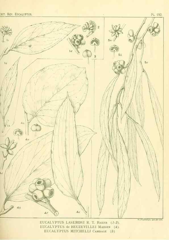 Reproducción/Reproduction 32120651817: A critical revision of the genus Eucalyptus,. Sydney,Gullick,1903-33.. 