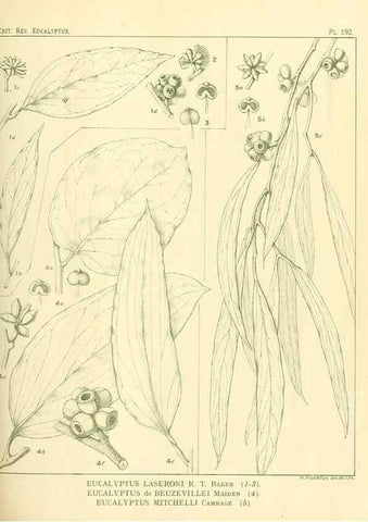 Reproducción/Reproduction 32120651817: A critical revision of the genus Eucalyptus,. Sydney,Gullick,1903-33.. 