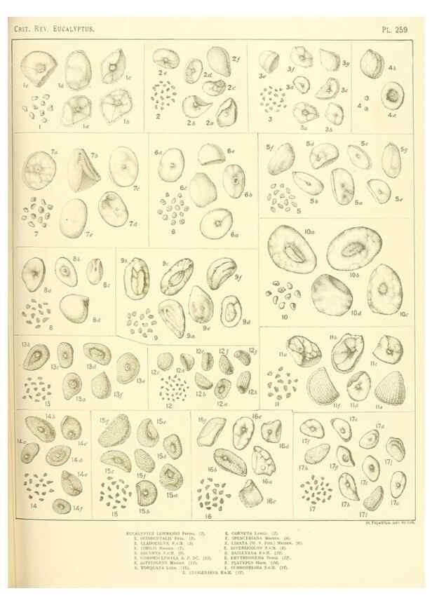 Reproducción/Reproduction 32120823347: A critical revision of the genus Eucalyptus,. Sydney,Gullick,1903-33.. 