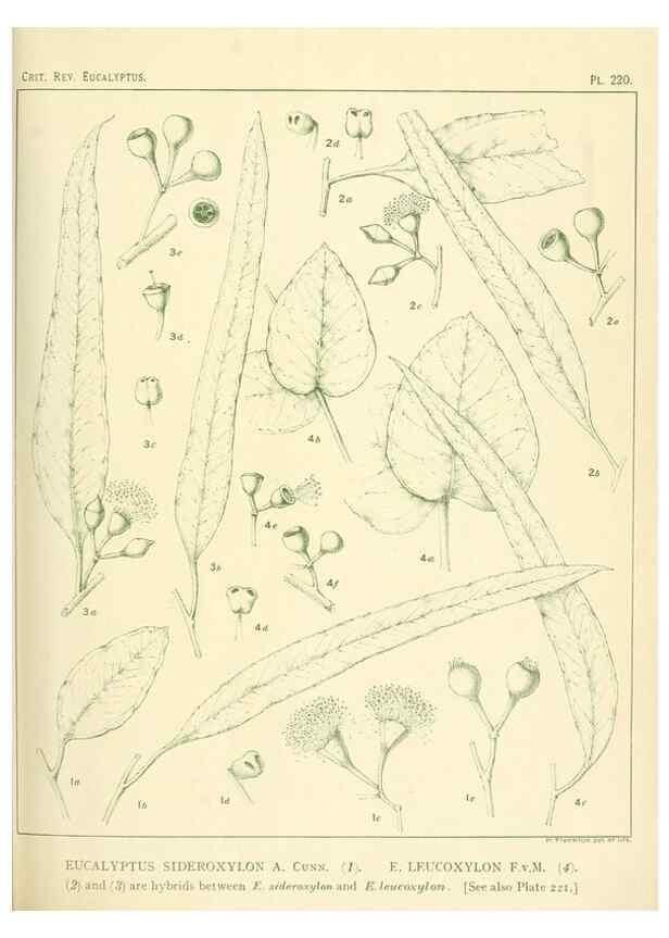 Reproducción/Reproduction 46338613984: A critical revision of the genus Eucalyptus,. Sydney,Gullick,1903-33.. 