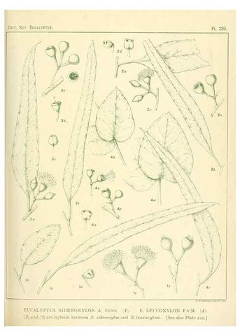 Reproducción/Reproduction 46338613984: A critical revision of the genus Eucalyptus,. Sydney,Gullick,1903-33.. 
