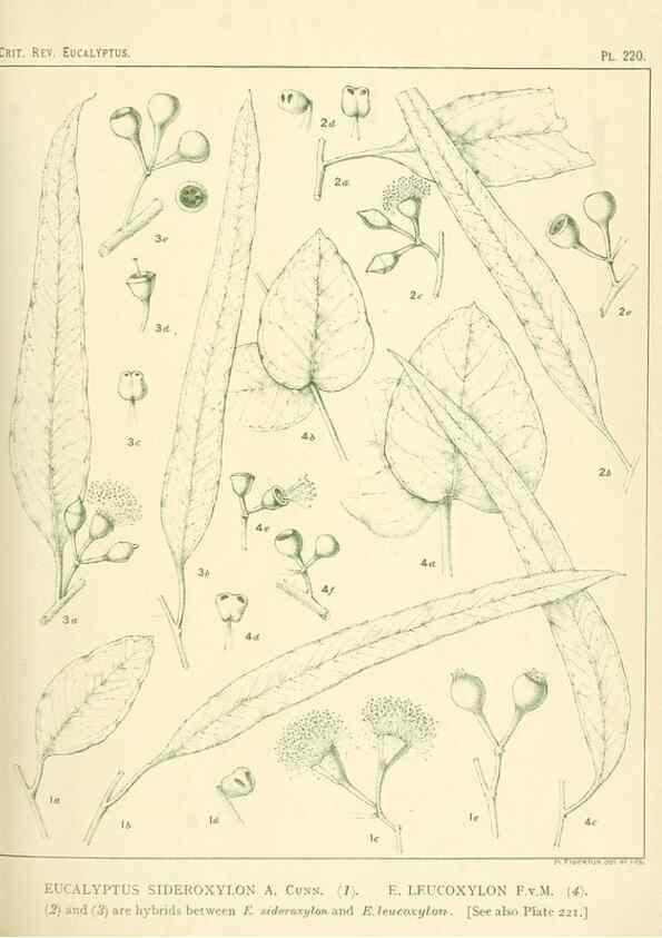 Reproducción/Reproduction 46338613984: A critical revision of the genus Eucalyptus,. Sydney,Gullick,1903-33.. 