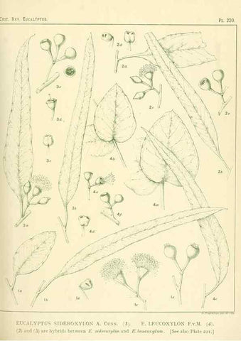 Reproducción/Reproduction 46338613984: A critical revision of the genus Eucalyptus,. Sydney,Gullick,1903-33.. 
