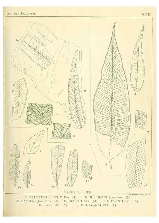 Reproducción/Reproduction 46148814555: A critical revision of the genus Eucalyptus,. Sydney,Gullick,1903-33.. 