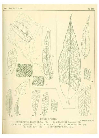 Reproducción/Reproduction 46148814555: A critical revision of the genus Eucalyptus,. Sydney,Gullick,1903-33.. 