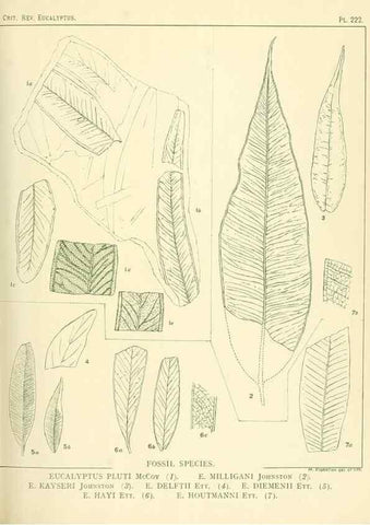 Reproducción/Reproduction 46148814555: A critical revision of the genus Eucalyptus,. Sydney,Gullick,1903-33.. 