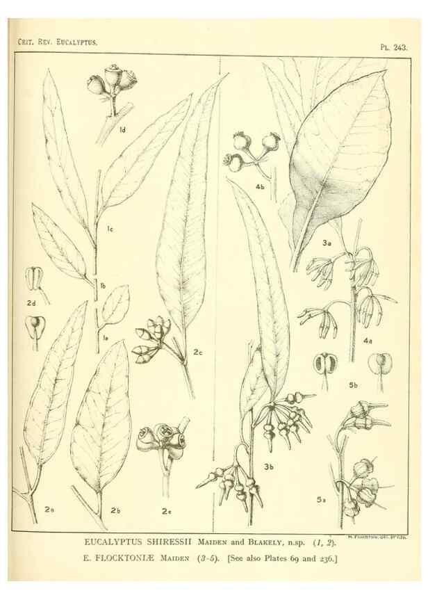 Reproducción/Reproduction 46148827605: A critical revision of the genus Eucalyptus,. Sydney,Gullick,1903-33.. 