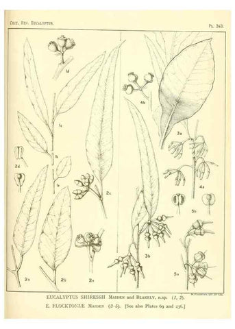 Reproducción/Reproduction 46148827605: A critical revision of the genus Eucalyptus,. Sydney,Gullick,1903-33.. 