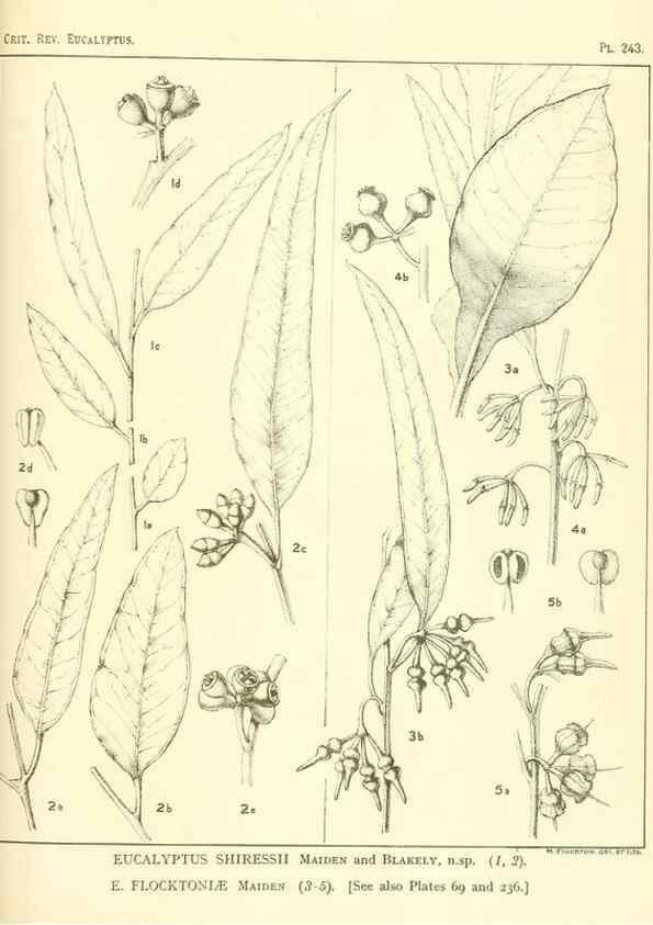 Reproducción/Reproduction 46148827605: A critical revision of the genus Eucalyptus,. Sydney,Gullick,1903-33.. 