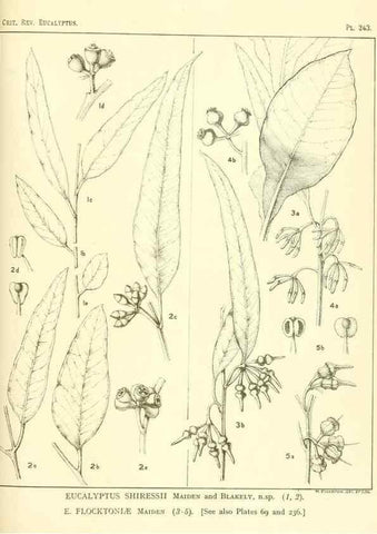 Reproducción/Reproduction 46148827605: A critical revision of the genus Eucalyptus,. Sydney,Gullick,1903-33.. 