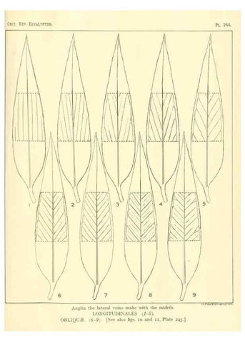 Reproducción/Reproduction 40097679613: A critical revision of the genus Eucalyptus,. Sydney,Gullick,1903-33.. 