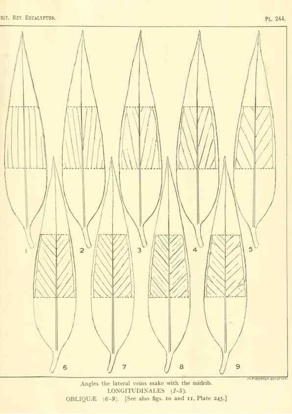 Reproducción/Reproduction 40097679613: A critical revision of the genus Eucalyptus,. Sydney,Gullick,1903-33.. 