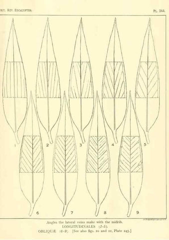 Reproducción/Reproduction 40097679613: A critical revision of the genus Eucalyptus,. Sydney,Gullick,1903-33.. 