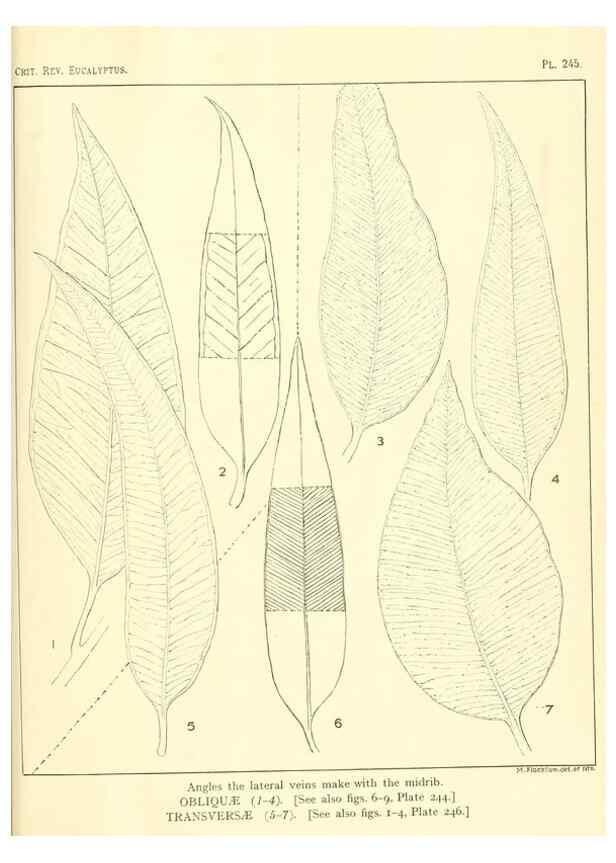 Reproducción/Reproduction 46338632454: A critical revision of the genus Eucalyptus,. Sydney,Gullick,1903-33.. 