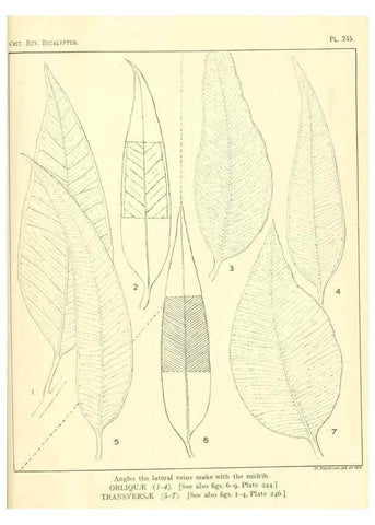 Reproducción/Reproduction 46338632454: A critical revision of the genus Eucalyptus,. Sydney,Gullick,1903-33.. 