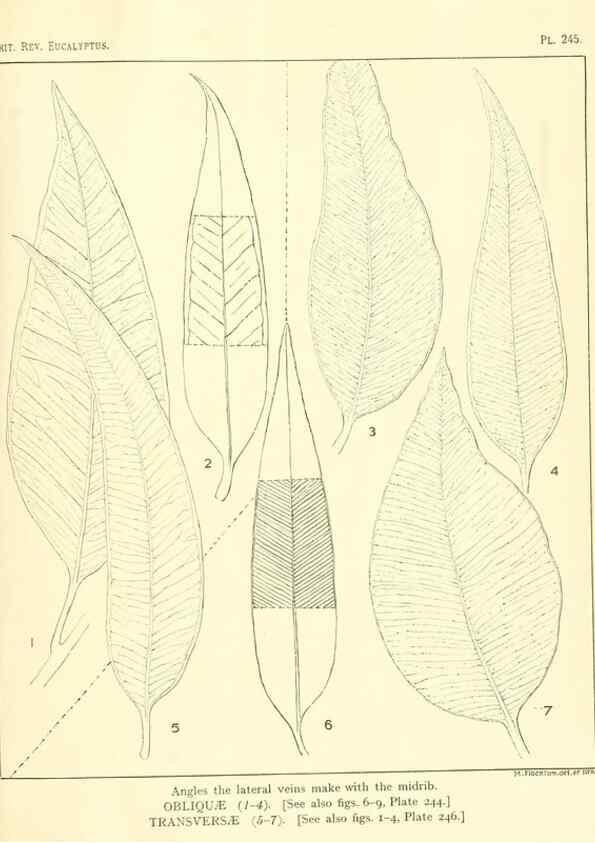 Reproducción/Reproduction 46338632454: A critical revision of the genus Eucalyptus,. Sydney,Gullick,1903-33.. 