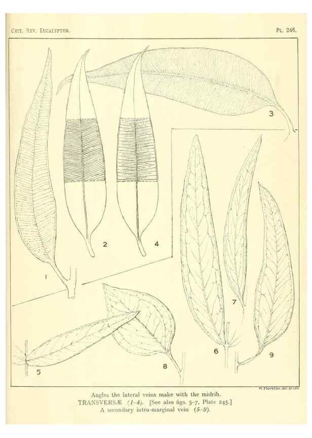 Reproducción/Reproduction 32120776607: A critical revision of the genus Eucalyptus,. Sydney,Gullick,1903-33.. 