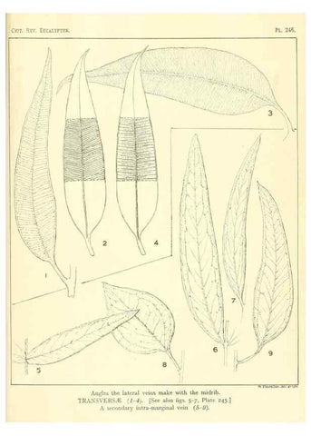 Reproducción/Reproduction 32120776607: A critical revision of the genus Eucalyptus,. Sydney,Gullick,1903-33.. 