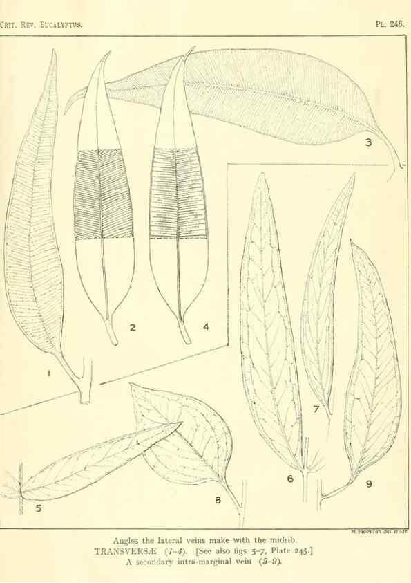 Reproducción/Reproduction 32120776607: A critical revision of the genus Eucalyptus,. Sydney,Gullick,1903-33.. 