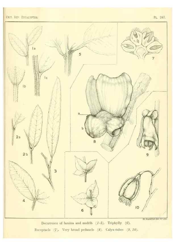 Reproducción/Reproduction 40097681933: A critical revision of the genus Eucalyptus,. Sydney,Gullick,1903-33.. 