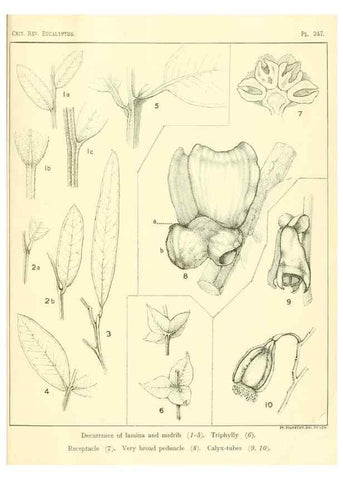 Reproducción/Reproduction 40097681933: A critical revision of the genus Eucalyptus,. Sydney,Gullick,1903-33.. 