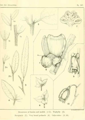 Reproducción/Reproduction 40097681933: A critical revision of the genus Eucalyptus,. Sydney,Gullick,1903-33.. 