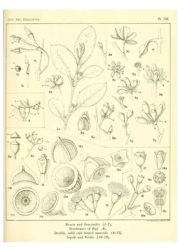 Reproducción/Reproduction 33187419098: A critical revision of the genus Eucalyptus,. Sydney,Gullick,1903-33.. 