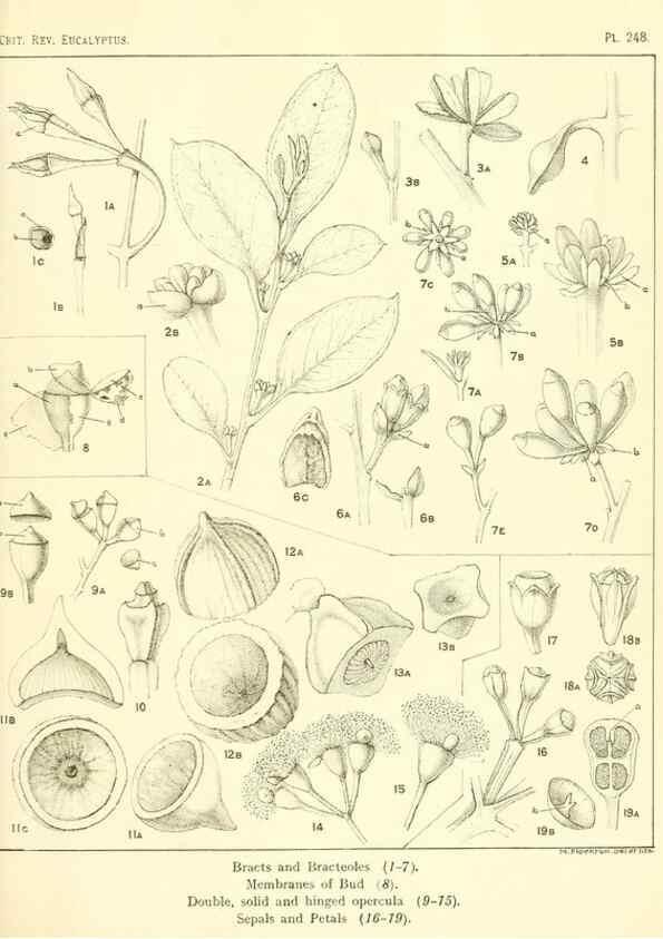 Reproducción/Reproduction 33187419098: A critical revision of the genus Eucalyptus,. Sydney,Gullick,1903-33.. 