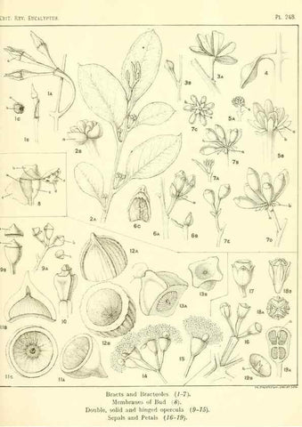 Reproducción/Reproduction 33187419098: A critical revision of the genus Eucalyptus,. Sydney,Gullick,1903-33.. 