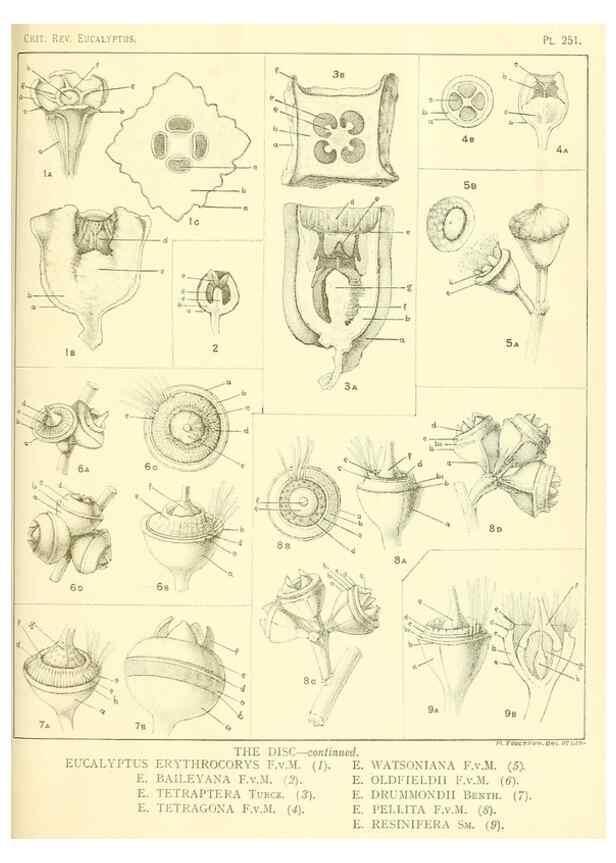 Reproducción/Reproduction 46148877875: A critical revision of the genus Eucalyptus,. Sydney,Gullick,1903-33.. 