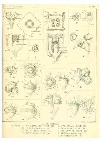 Reproducción/Reproduction 46148877875: A critical revision of the genus Eucalyptus,. Sydney,Gullick,1903-33.. 