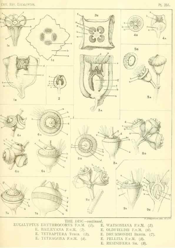 Reproducción/Reproduction 46148877875: A critical revision of the genus Eucalyptus,. Sydney,Gullick,1903-33.. 