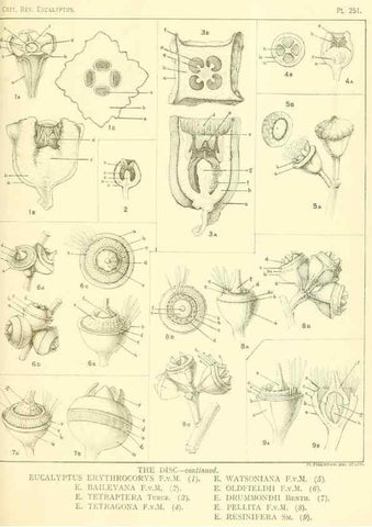 Reproducción/Reproduction 46148877875: A critical revision of the genus Eucalyptus,. Sydney,Gullick,1903-33.. 