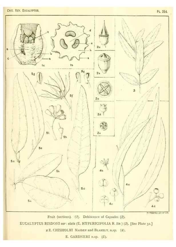 Reproducción/Reproduction 32120820017: A critical revision of the genus Eucalyptus,. Sydney,Gullick,1903-33.. 