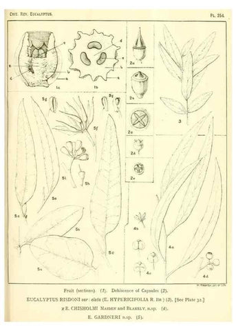 Reproducción/Reproduction 32120820017: A critical revision of the genus Eucalyptus,. Sydney,Gullick,1903-33.. 