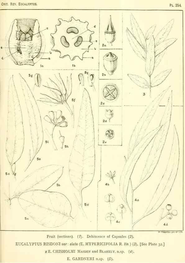 Reproducción/Reproduction 32120820017: A critical revision of the genus Eucalyptus,. Sydney,Gullick,1903-33.. 