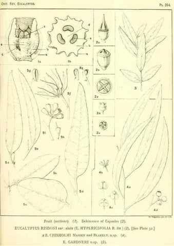 Reproducción/Reproduction 32120820017: A critical revision of the genus Eucalyptus,. Sydney,Gullick,1903-33.. 