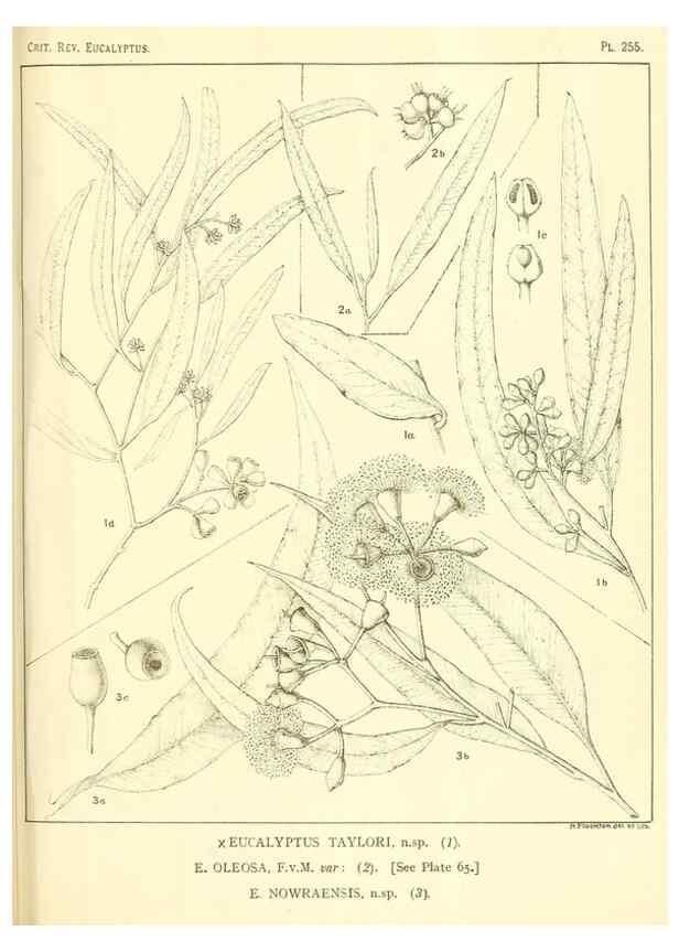 Reproducción/Reproduction 47062619421: A critical revision of the genus Eucalyptus,. Sydney,Gullick,1903-33.. 