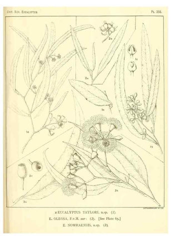 Reproducción/Reproduction 47062619421: A critical revision of the genus Eucalyptus,. Sydney,Gullick,1903-33.. 