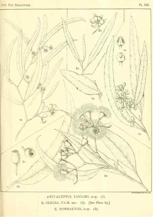 Reproducción/Reproduction 47062619421: A critical revision of the genus Eucalyptus,. Sydney,Gullick,1903-33.. 