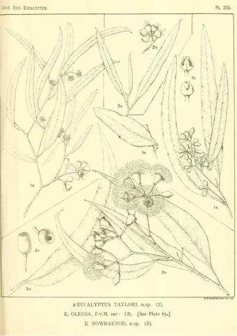 Reproducción/Reproduction 47062619421: A critical revision of the genus Eucalyptus,. Sydney,Gullick,1903-33.. 