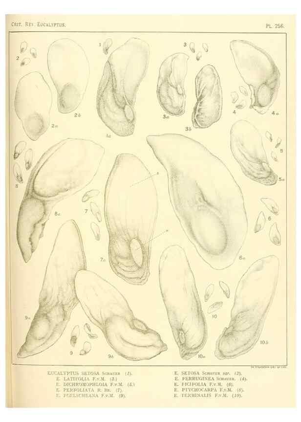 Reproducción/Reproduction 32120821537: A critical revision of the genus Eucalyptus,. Sydney,Gullick,1903-33.. 