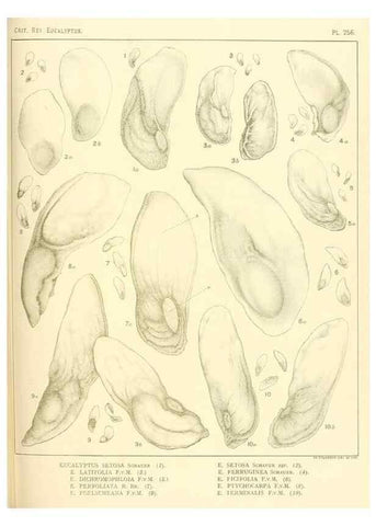 Reproducción/Reproduction 32120821537: A critical revision of the genus Eucalyptus,. Sydney,Gullick,1903-33.. 