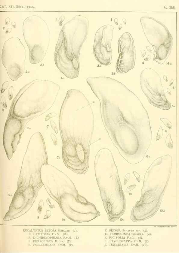 Reproducción/Reproduction 32120821537: A critical revision of the genus Eucalyptus,. Sydney,Gullick,1903-33.. 